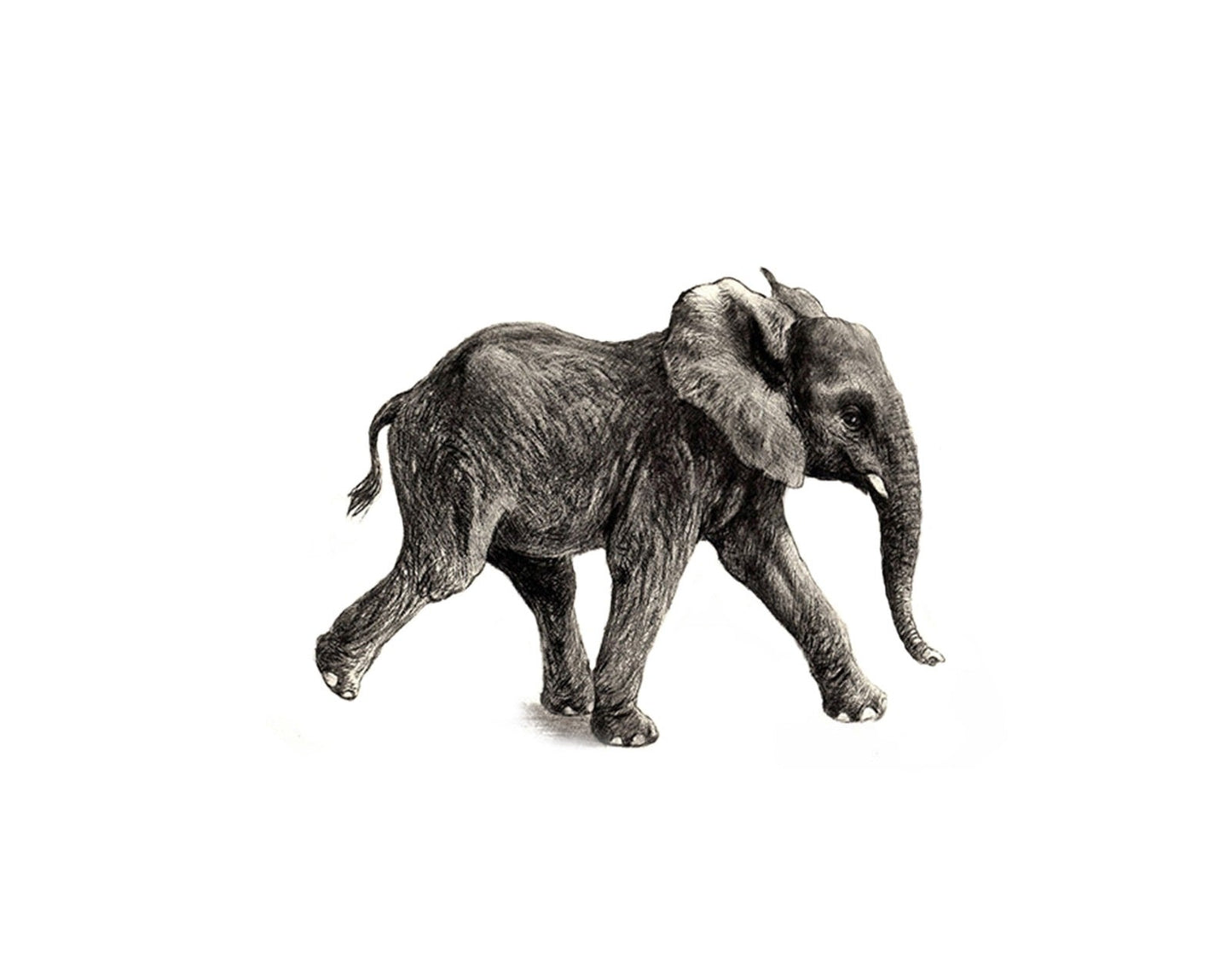 Junger Elefant - Kunstkarte