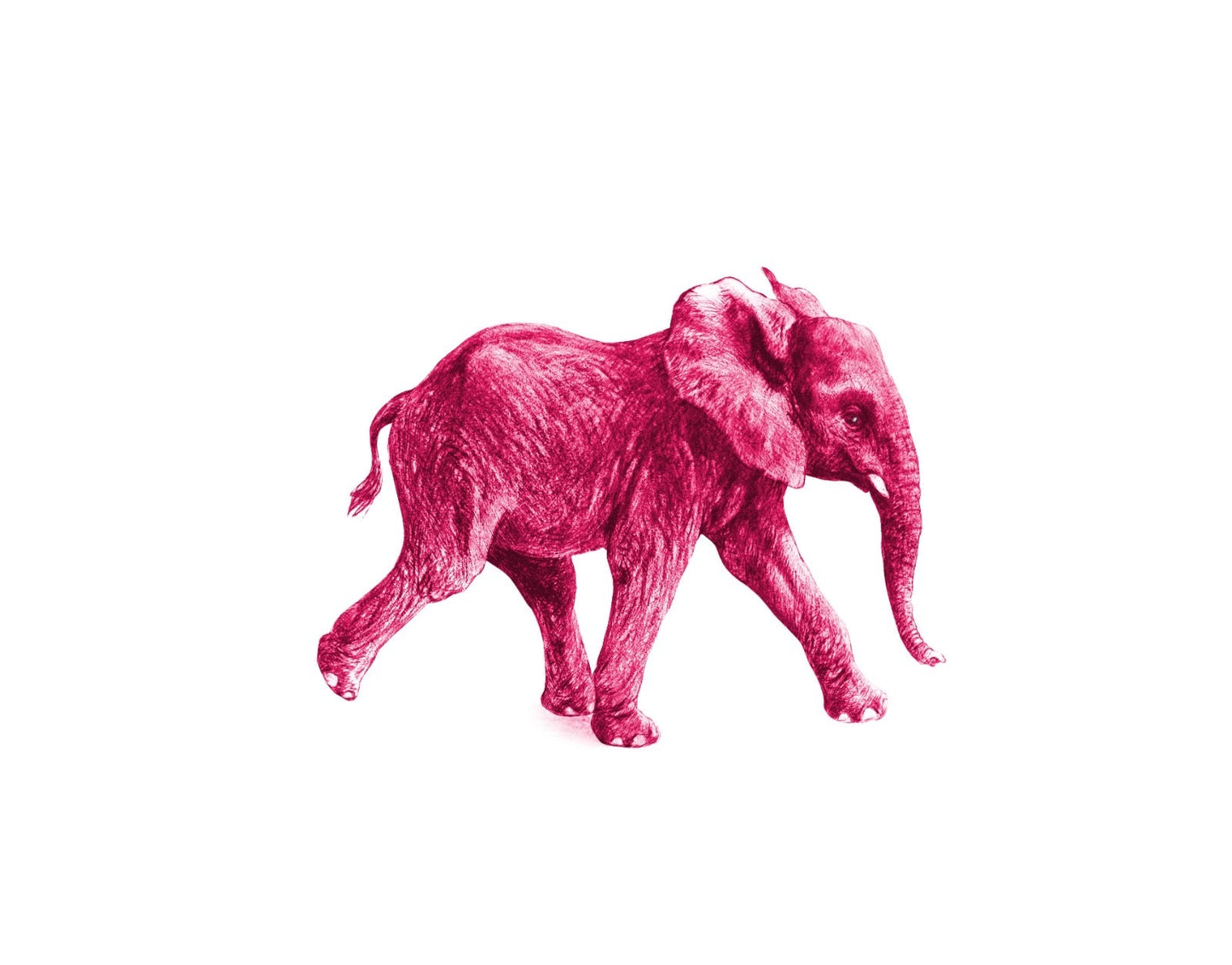 Junger Elefant pink - Kunstkarte
