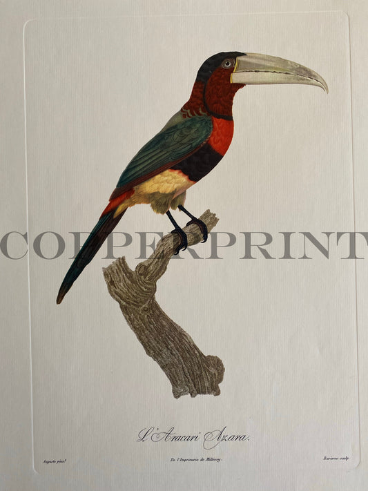 L'Aracari Azara
