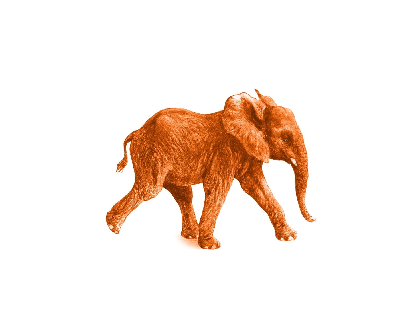 Junger Elefant orange - Kunstkarte