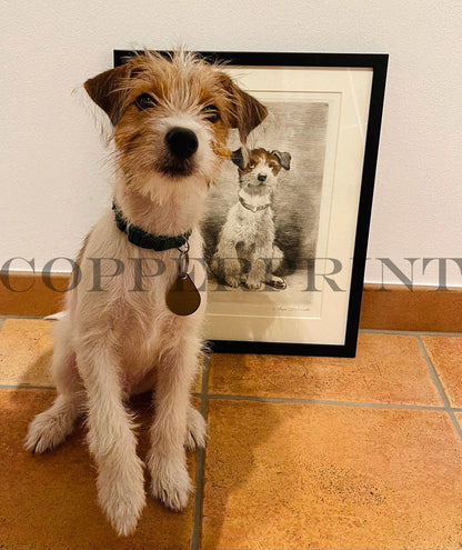 Terrier, Hund Au weh