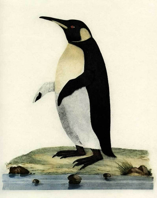 Studie eines Pinguin Kunstdruck Tiefdruck