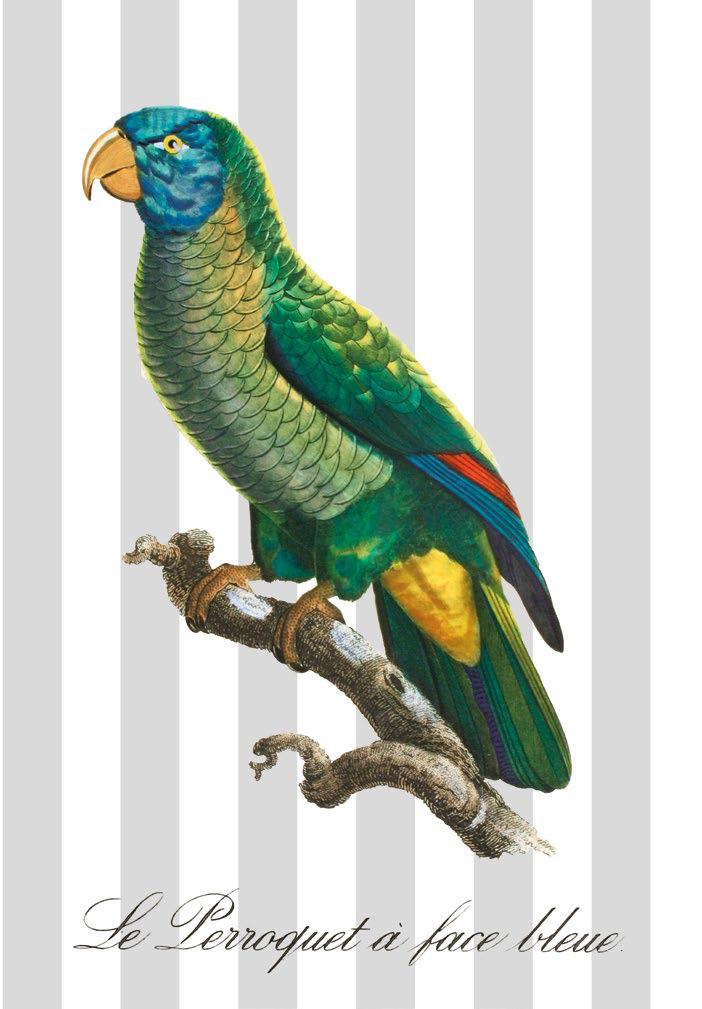 Papagei auf Streifenhintergrund Kunstdruck Tiefdruck
