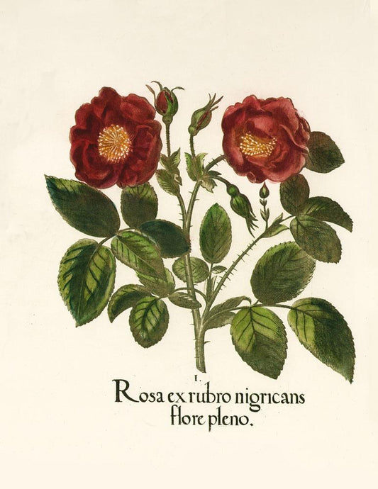 Studie zweier roter Rosen Kunstdruck Tiefdruck