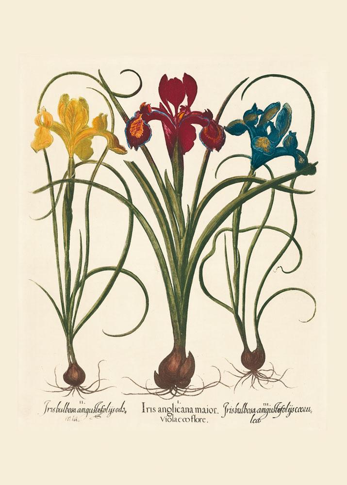 Studie von drei Iris Blumen Kunstdruck Tiefdruck