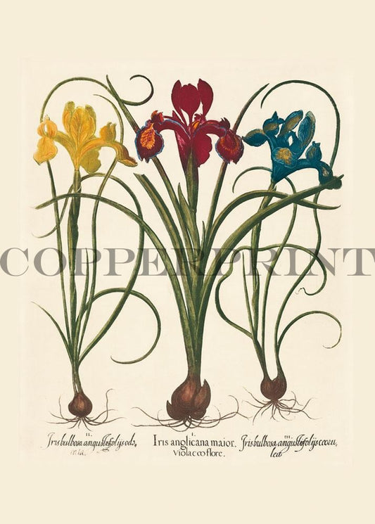 Studie von drei Iris Blumen Kunstdruck Tiefdruck