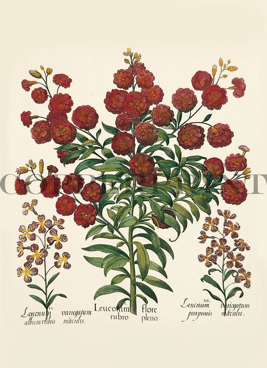 Studie von Levkojen Blumen Kunstdruck Tiefdruck