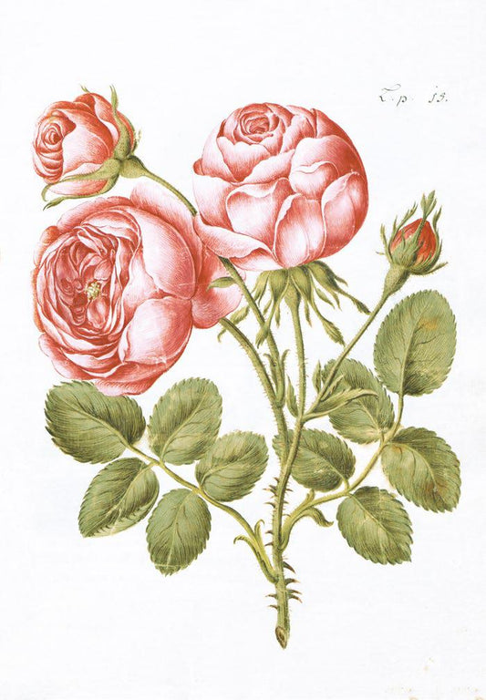 Studie einer rosa Rose Kunstdruck Tiefdruck