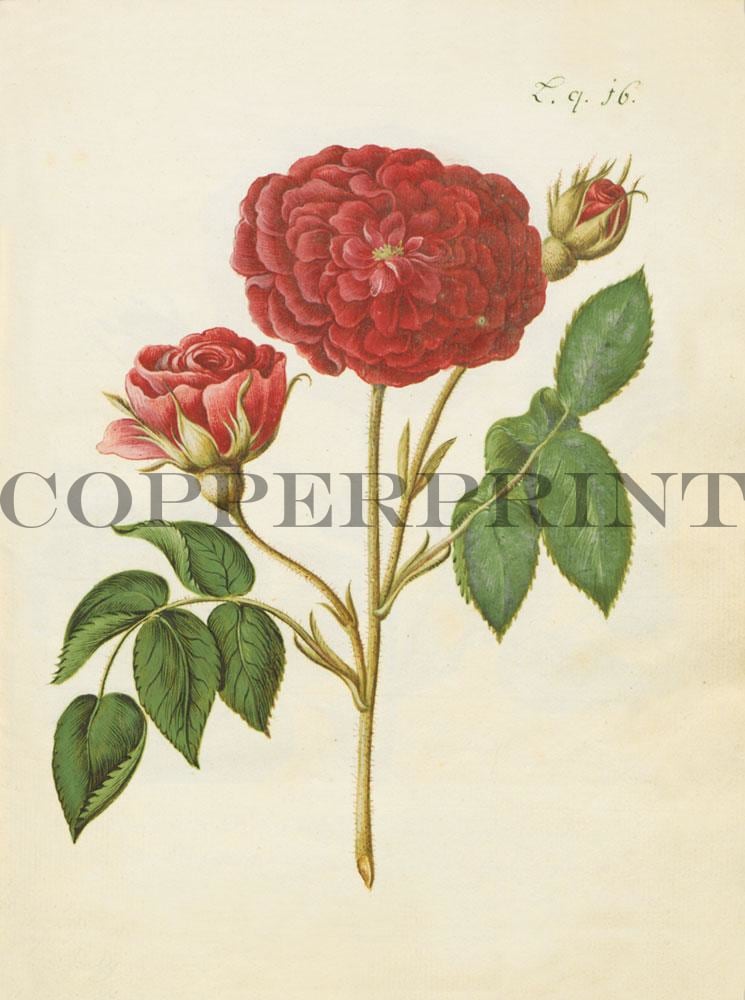 Studie von roter Rose Kunstdruck Tiefdruck 