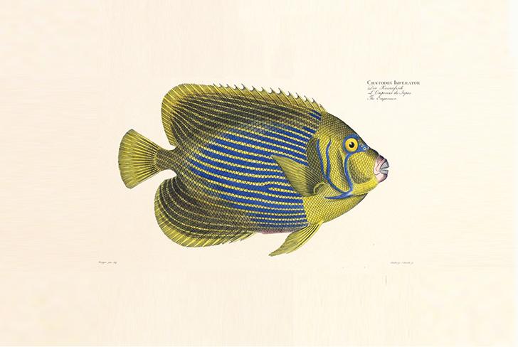 Abbildung von Kaiserfisch Kunstdruck Tiefdruck