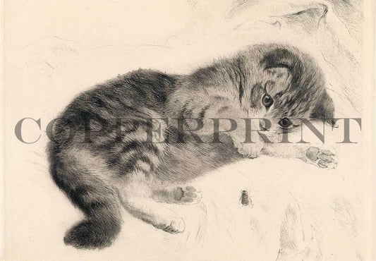 junge Katze liegend Kunstdruck Tiefdruck