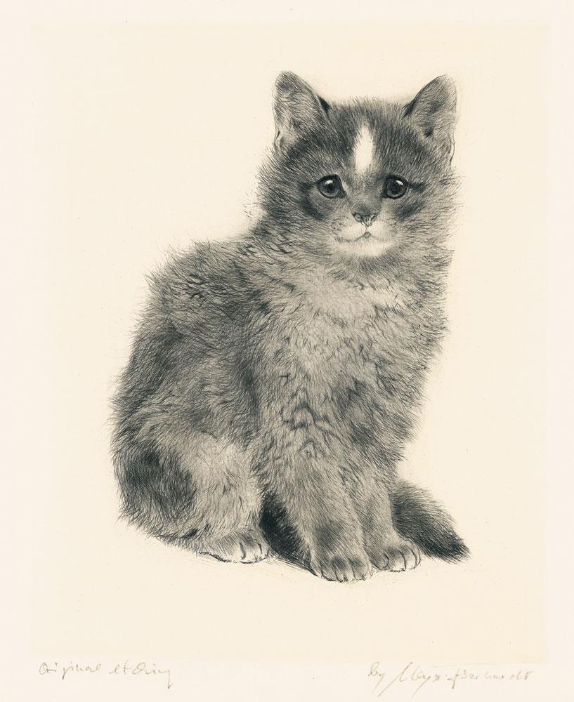 junge Katze sitzend Kunstdruck Tiefdruck