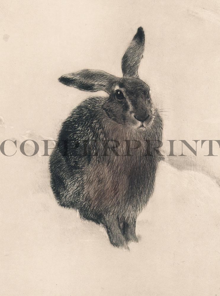 Hase hockt im Schnee Kunstdruck Tiefdruck