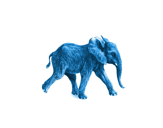 Junger Elefant, blau