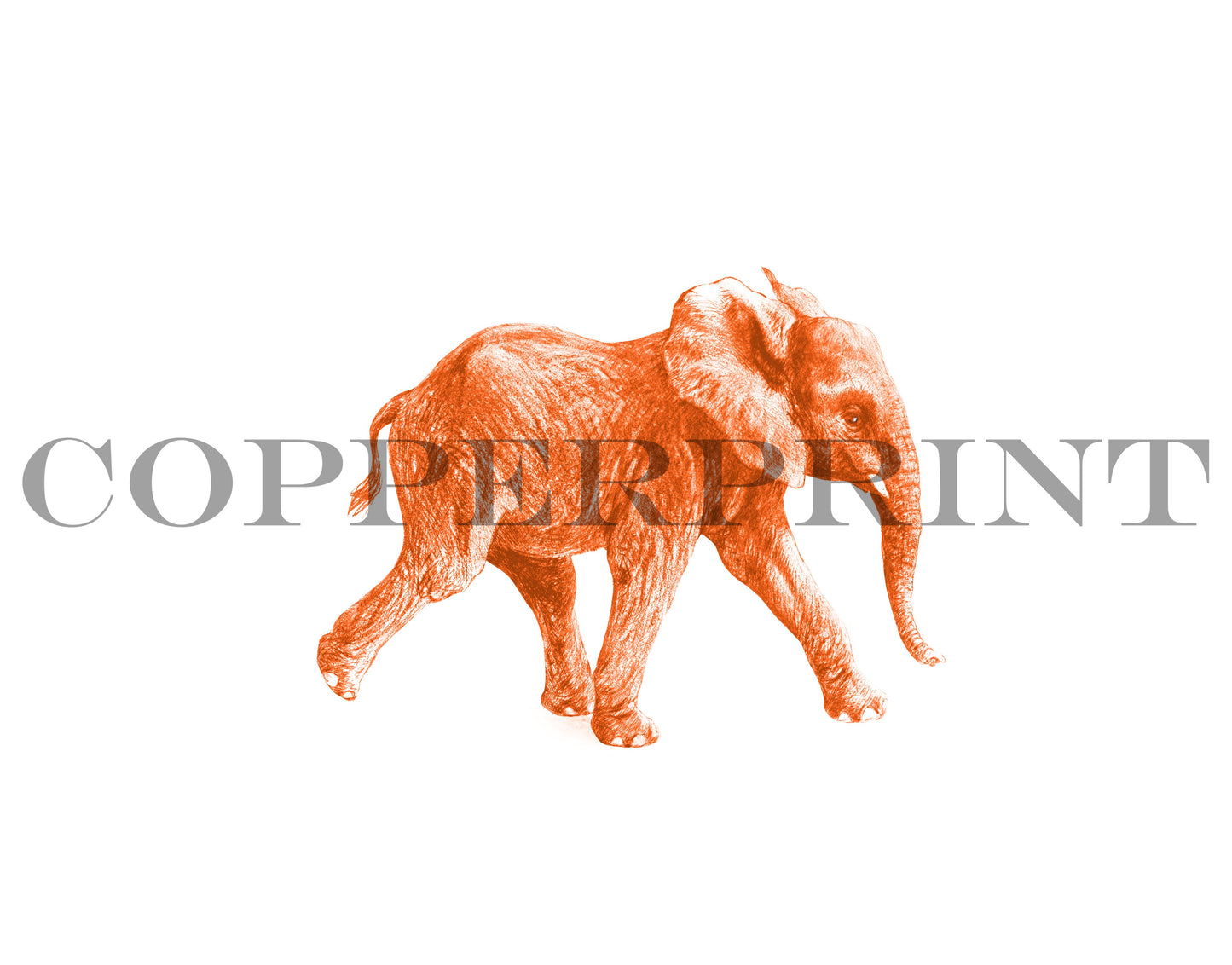 Junger Elefant, orange