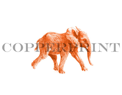 Junger Elefant, orange