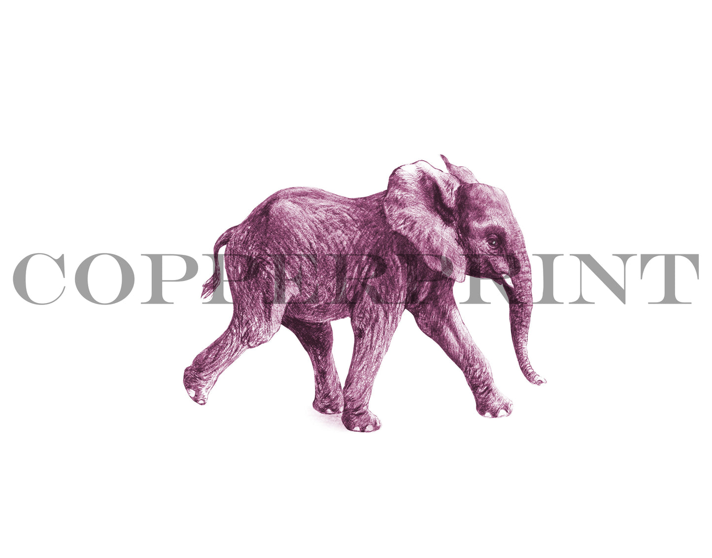 Junger Elefant, lila