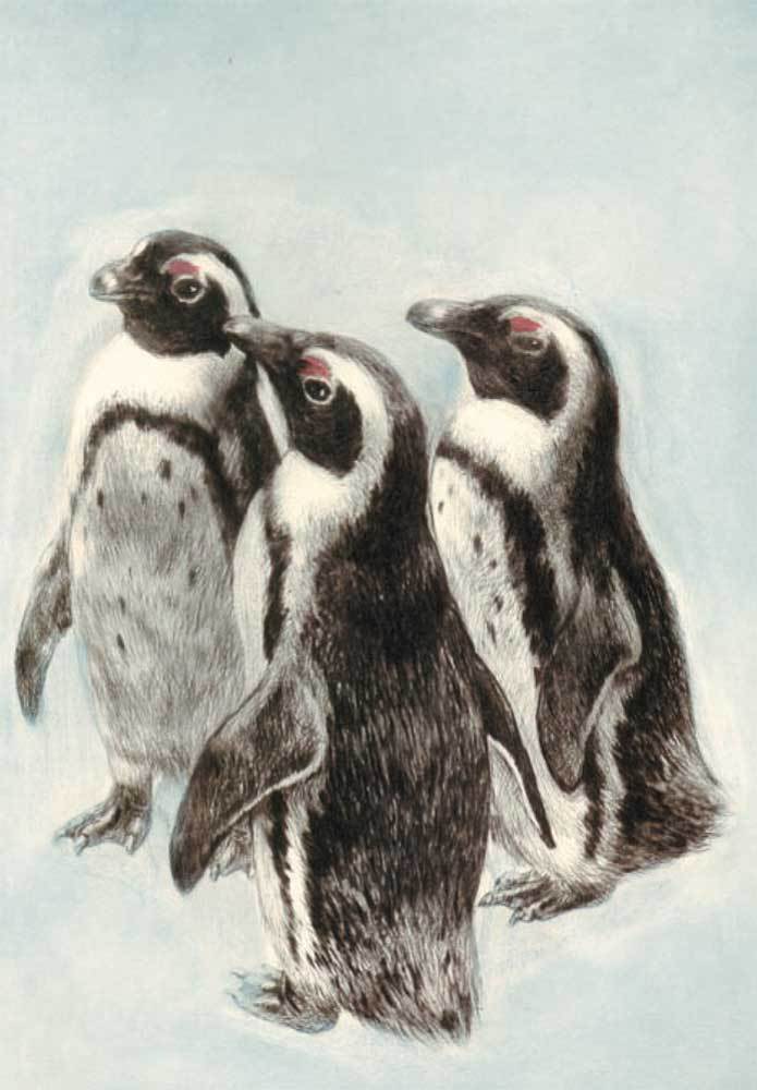 drei Junge Pinguine Kunstdruck Tiefdruck