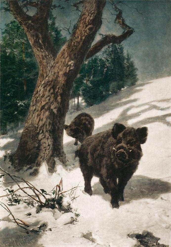zwei Wildschweine im winterlichen Wald Kunstdruck Tiefdruck