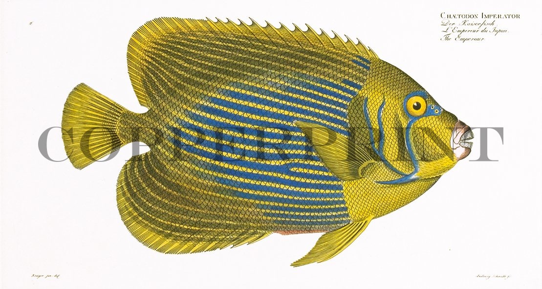 Studie eines Kaiserfisches Kunstdruck Tiefdruck