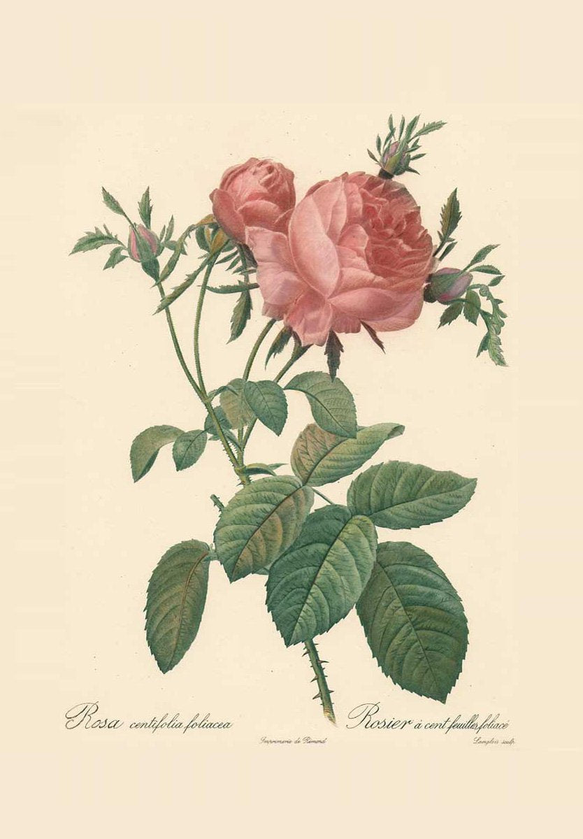 Studie einer rosa Rose Kunstdruck Tiefdruck