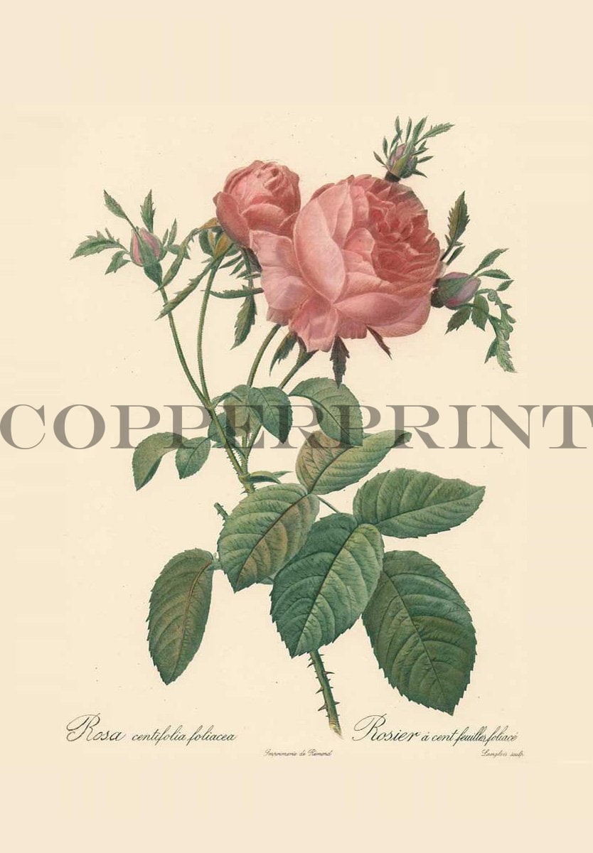 Studie einer rosa Rose Kunstdruck Tiefdruck