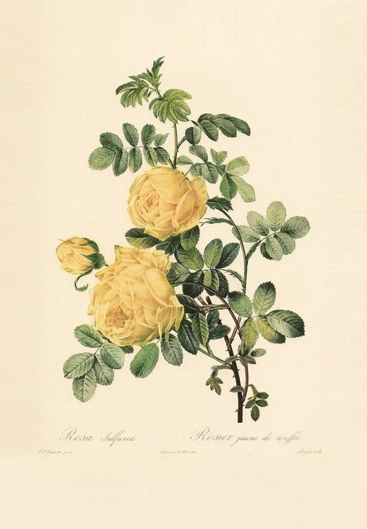 Studie einer gelben Rose Kunstdruck Tiefdruck