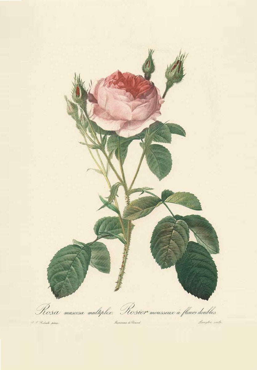 Studie einer rosaroten Rose Kunstdruck Tiefdruck