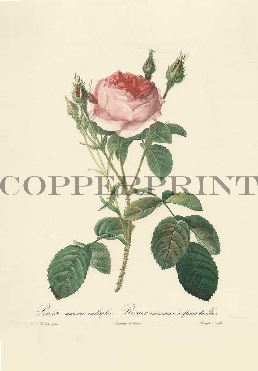 Studie einer rosaroten Rose Kunstdruck Tiefdruck