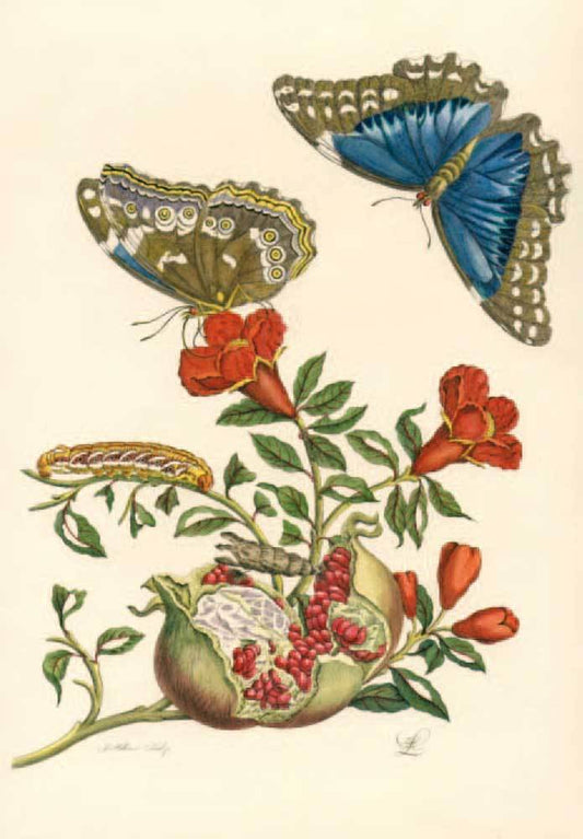 Studie von Schmetterlingen Raupen und Pflanze Kunstdruck Tiefdruck