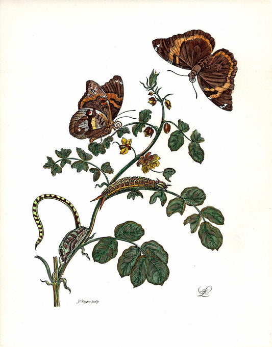 Studie von Pflanze und Schmetterlingen Kunstdruck Tiefdruck