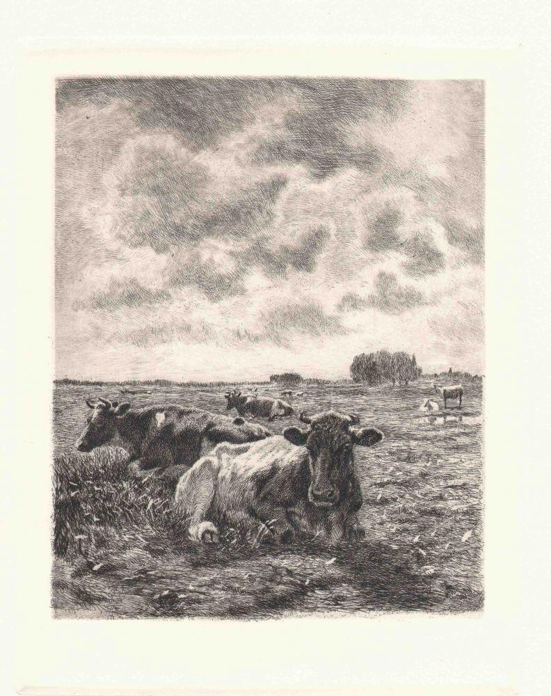 Kühe liegen auf der Wiese Kunstdruck Tiefdruck