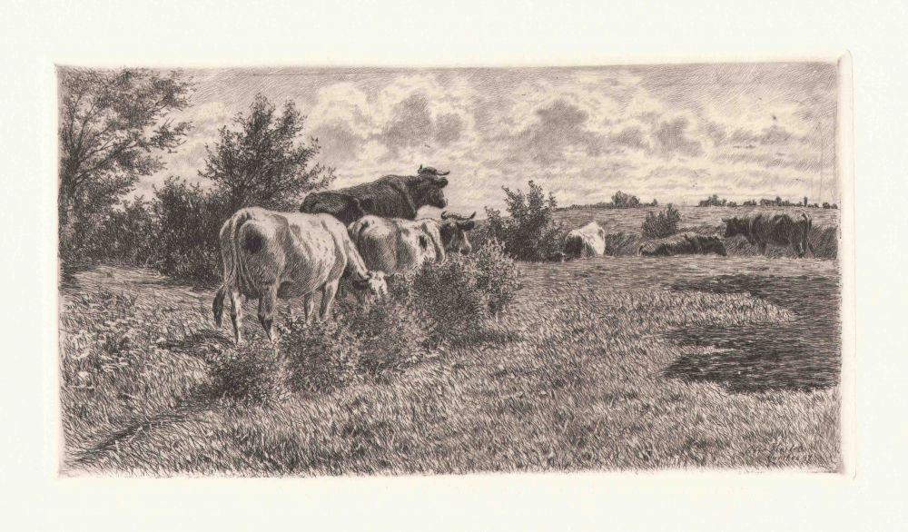 Kühe auf dem Feld Kunstdruck Tiefdruck