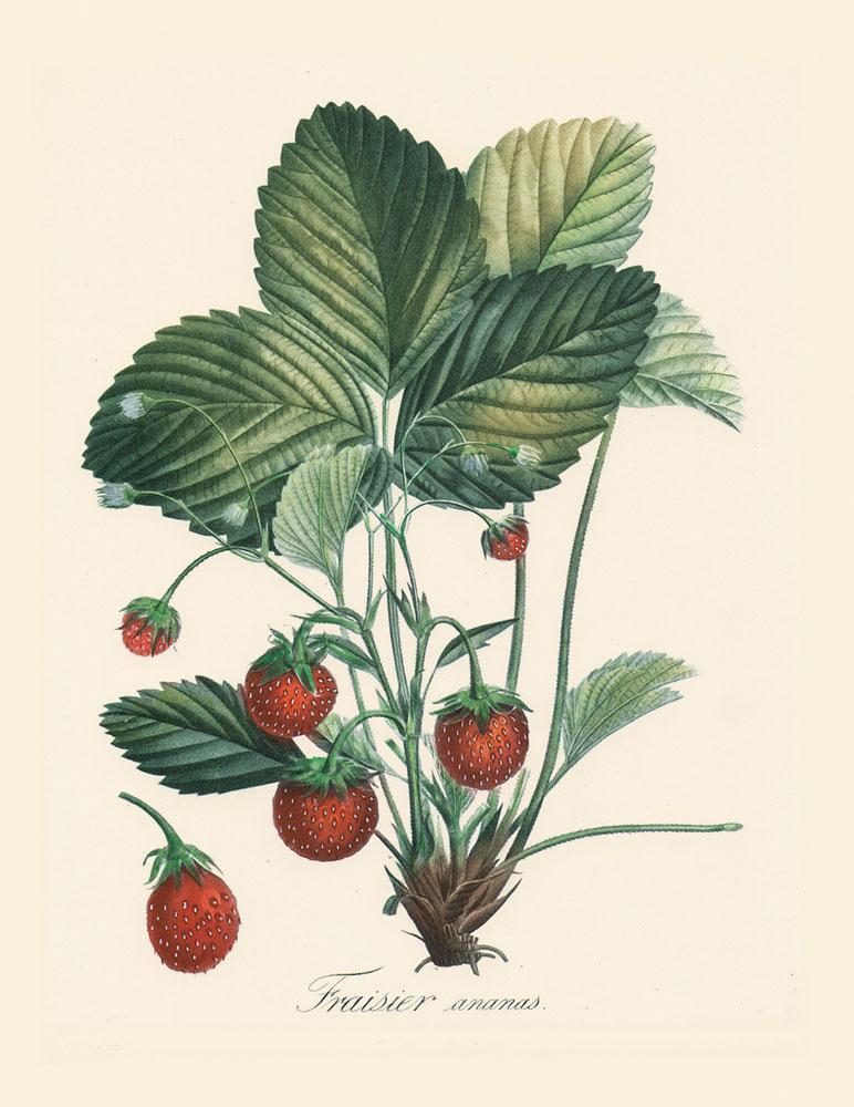 Studie von Erdbeeren mit Blättern Kunstdruck Tiefdruck