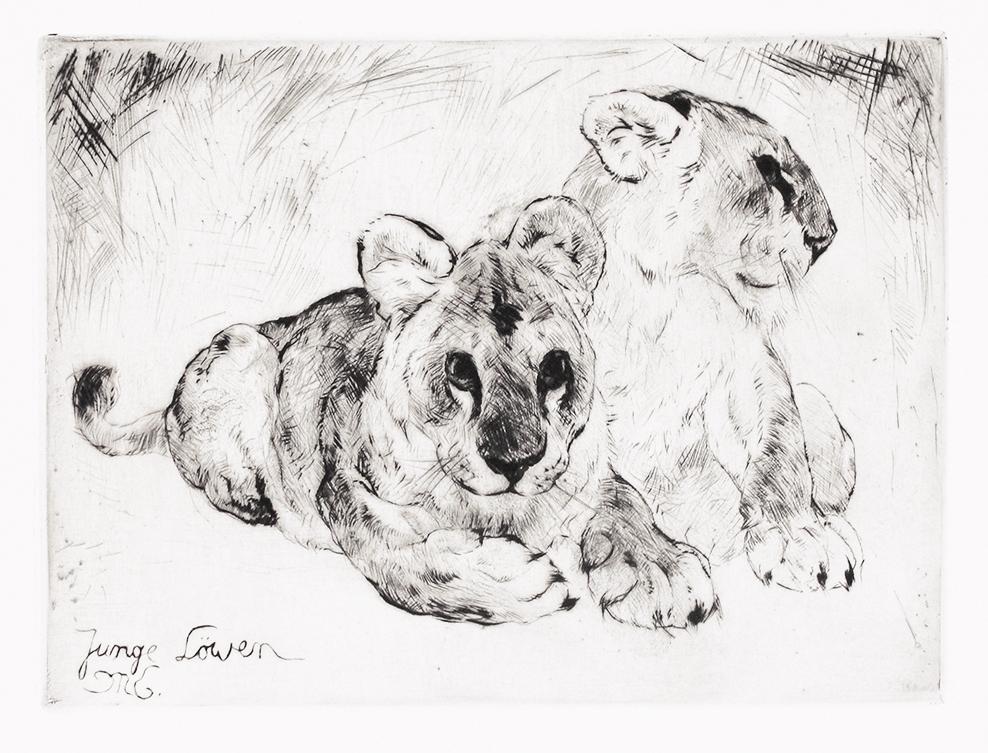 Studie zweier jungen Löwen Kunstdruck Tiefdruck