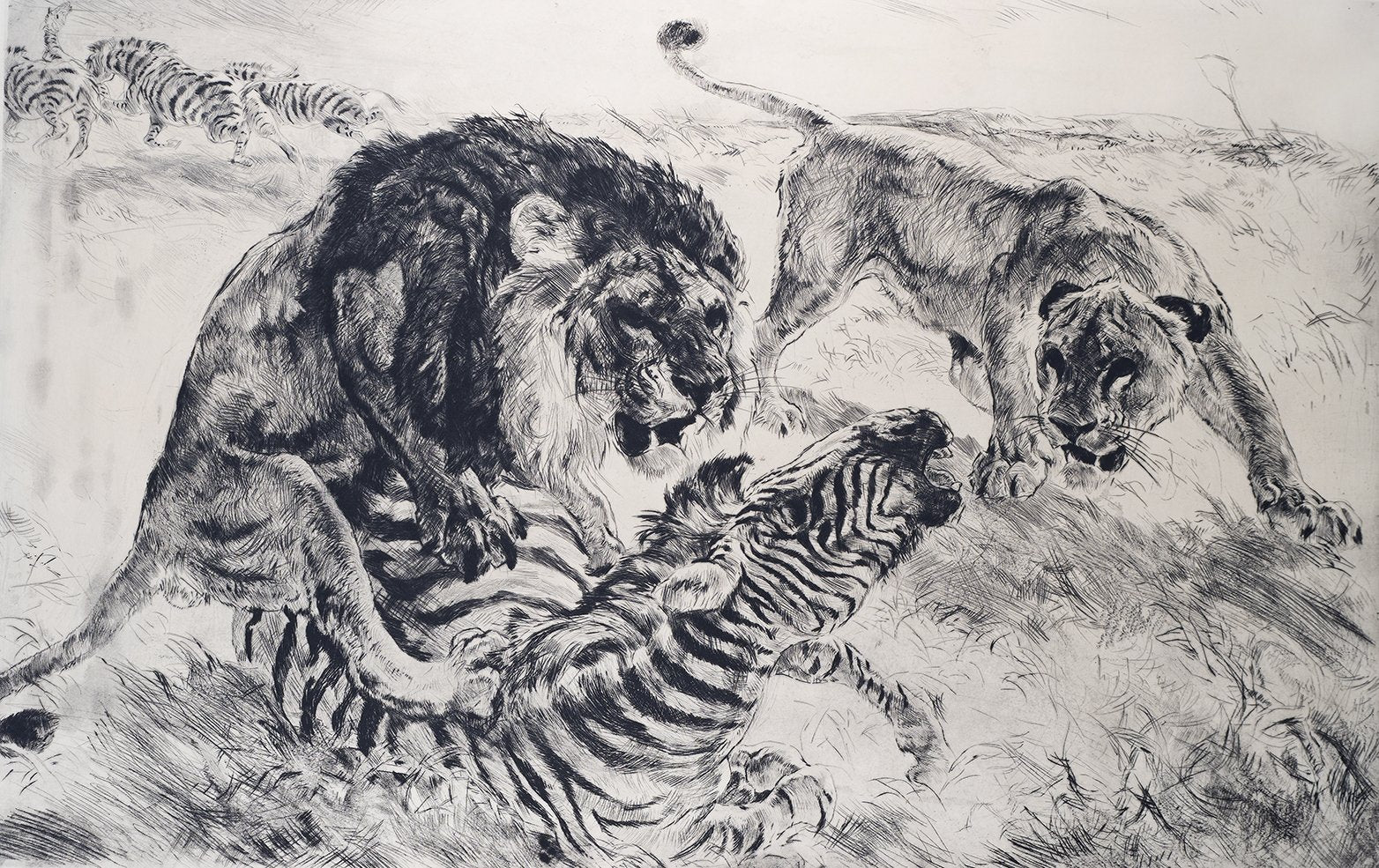 Zwei Löwen jagen ein Zebra Kunstdruck Tiefdruck