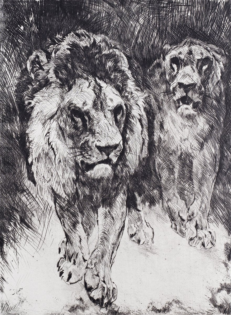 Studie eines Löwenpaares Kunstdruck Tiefdruck