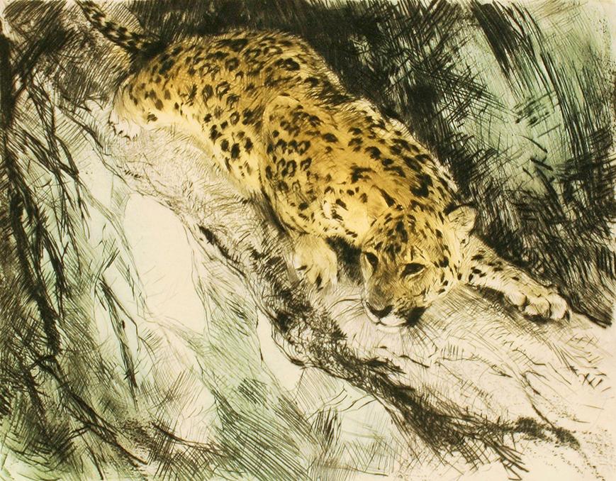 Studie eines Leoparden auf der Jagd Kunstdruck Tiefdruck