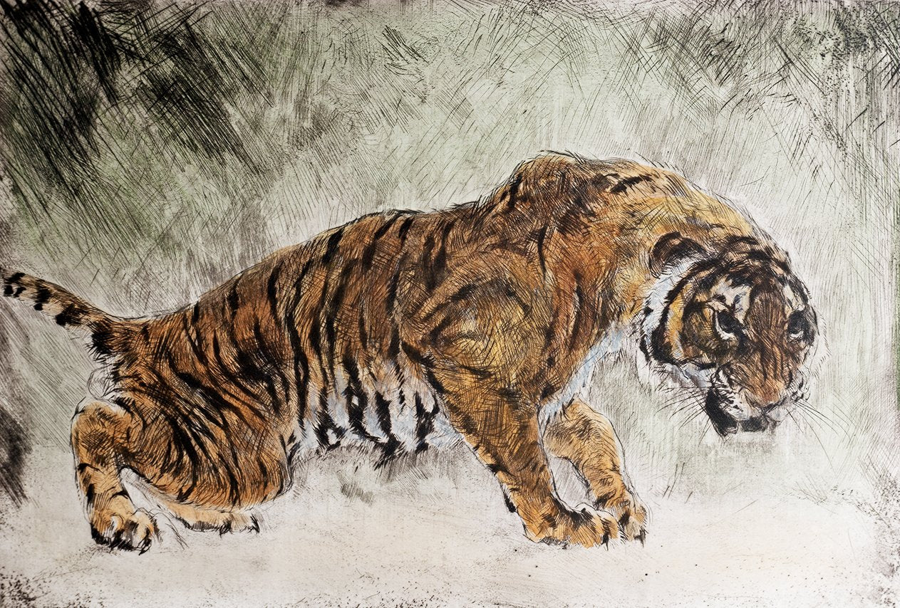 Studie eines Tigers Kunstdruck Tiefdruck