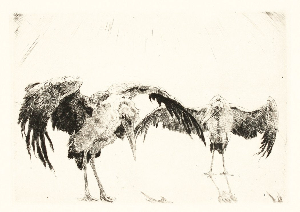 Studie zweier Marabus Vögel Kunstdruck Tiefdruck