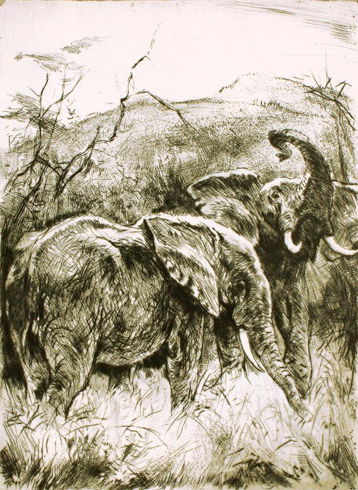 Studie von zwei Elefanten Kunstdruck Tiefdruck