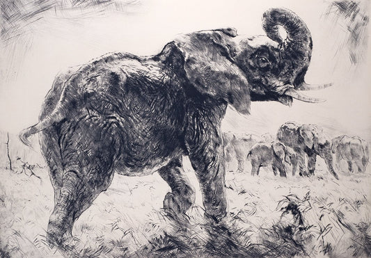 Studie von Elefanten Kunstdruck Tiefdruck