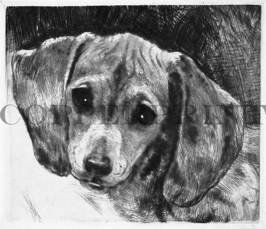 Hund, junger Dackel