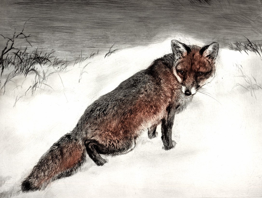 Ein Fuchs im Schnee Kunstdruck Tiefdruck
