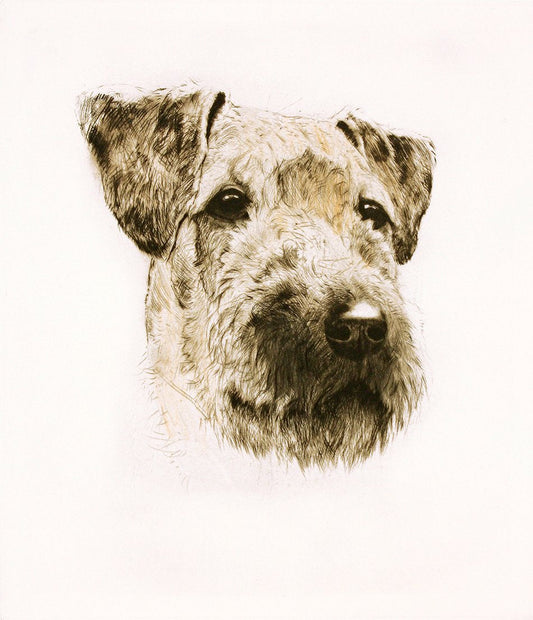 Kopf der Hunderasse Airedale Terrier Kunstdruck Tiefdruck