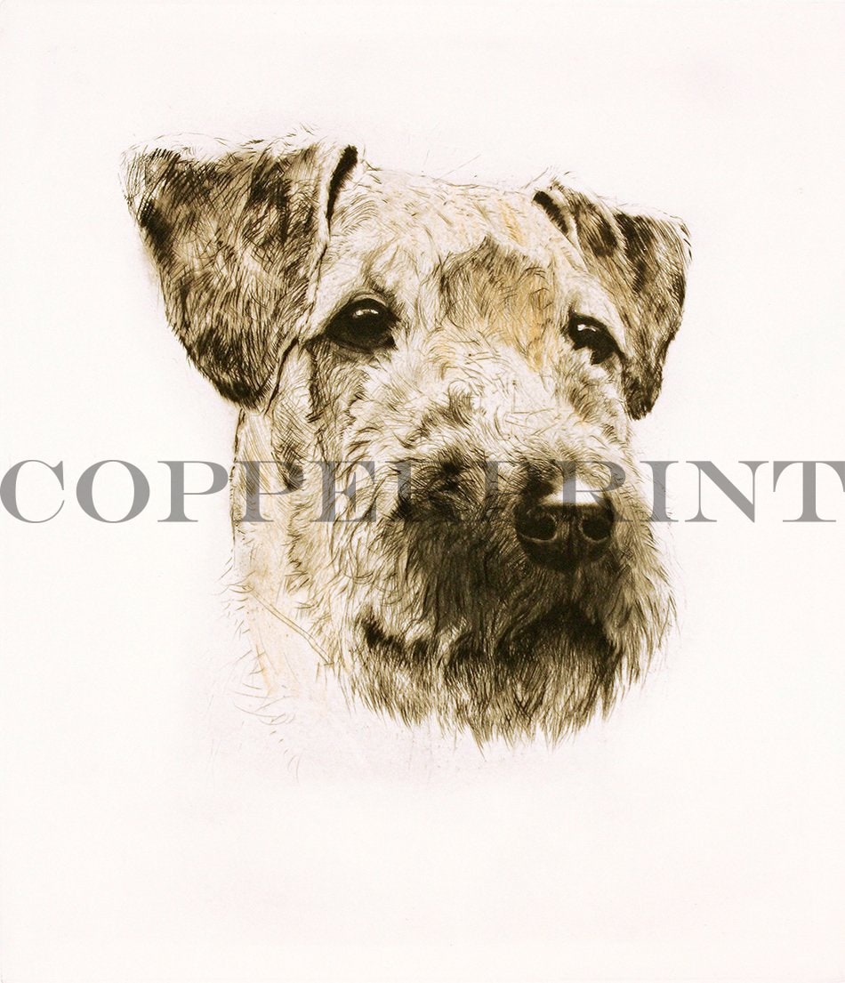 Kopf der Hunderasse Airedale Terrier Kunstdruck Tiefdruck