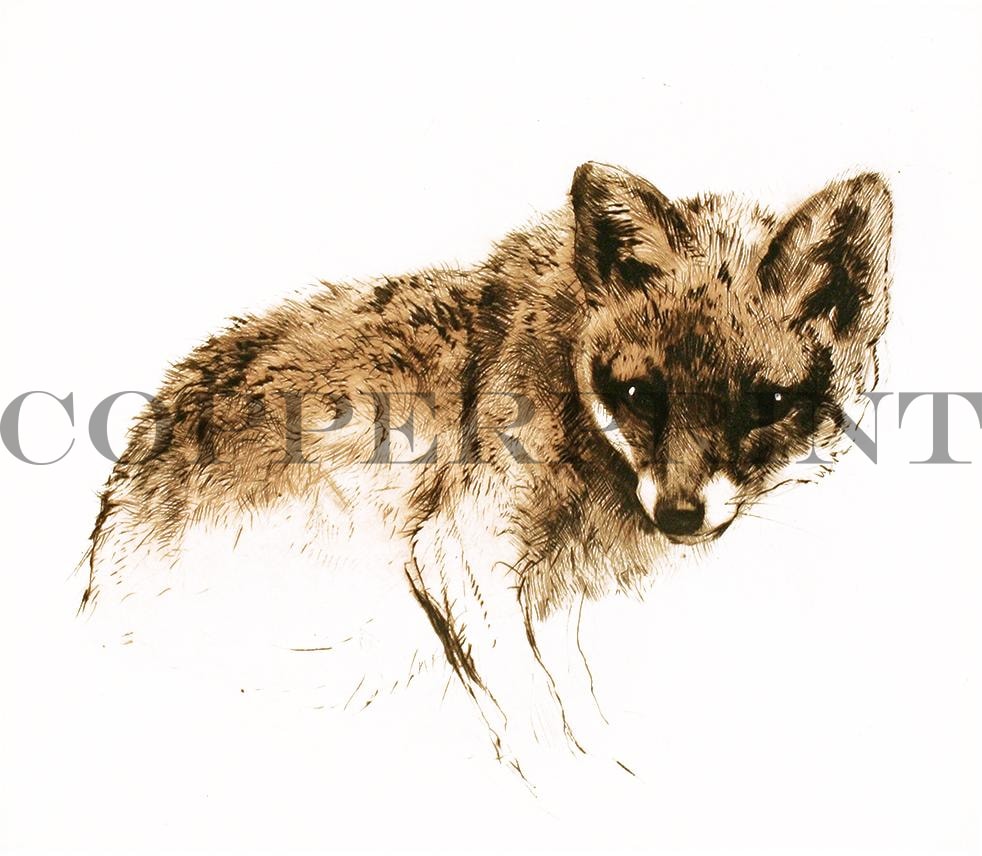 Studie eines jungen Fuchs Kunstdruck Tiefdruck