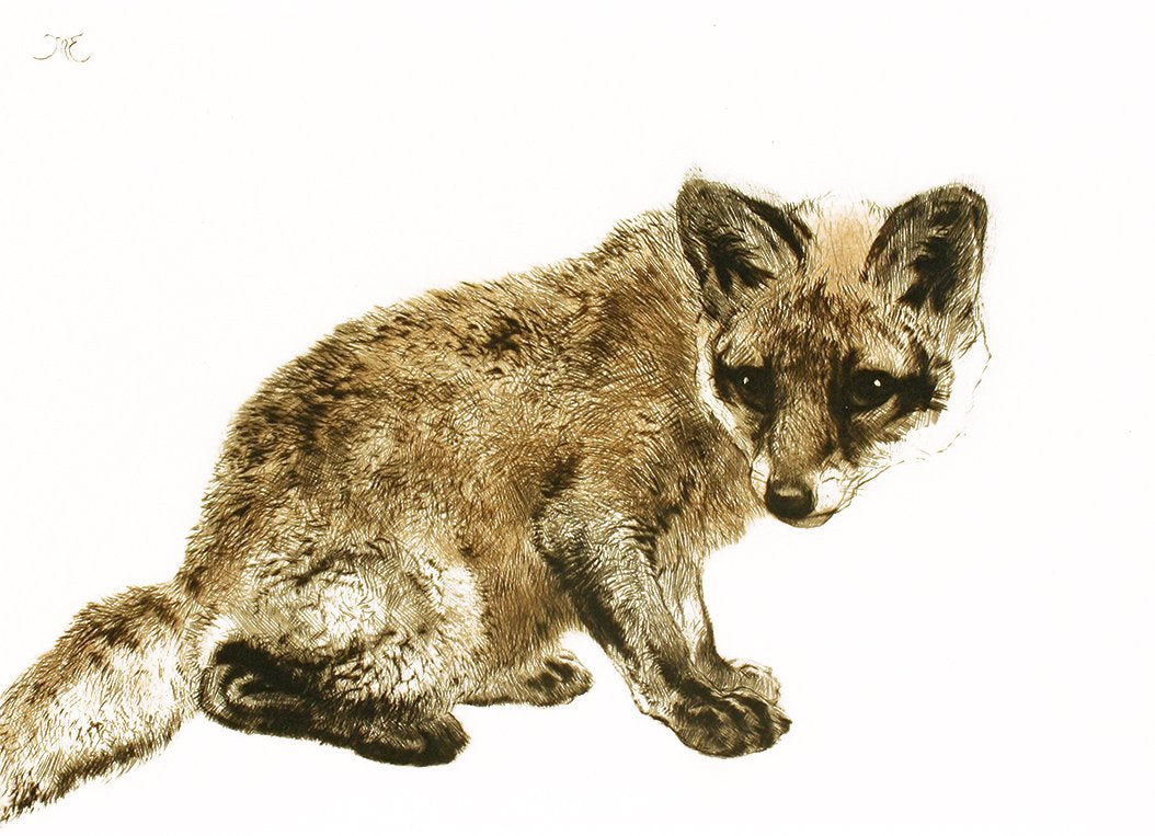 Studie eines jungen Fuchs Kunstdruck Tiefdruck