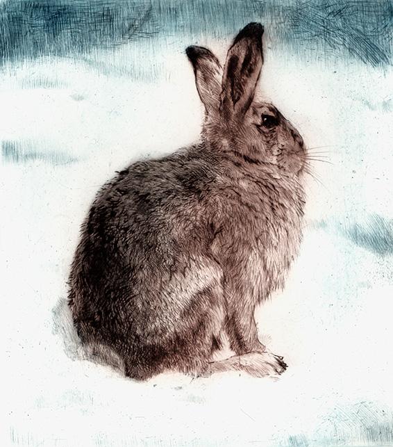 Studie eines Hasen im Schnee Kunstdruck Tiefdruck