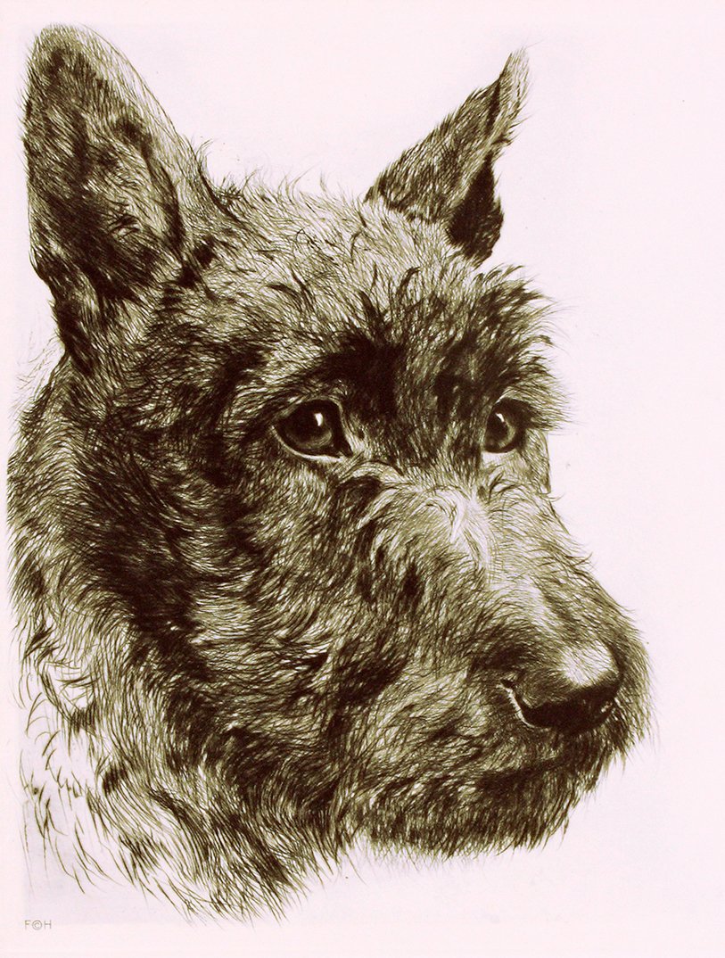 Studie eines Scotch Terriers Kunstdruck Tiefdruck